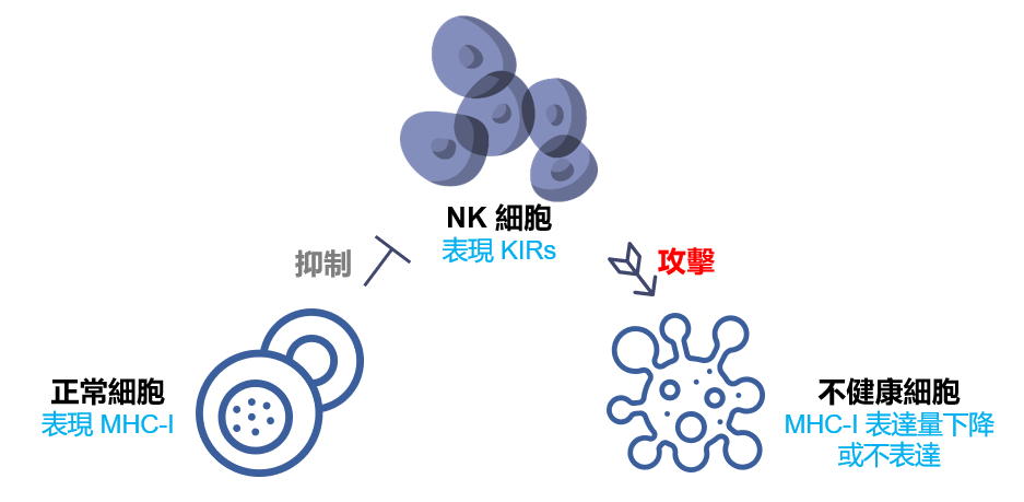NK 細胞如何分辨體內的癌細胞？